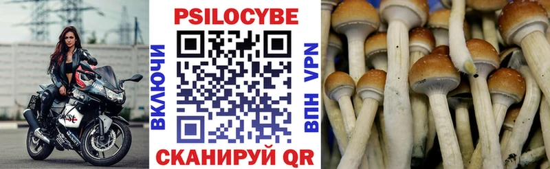 Купить где  Заозёрск  Псилоцибиновые грибы GOLDEN TEACHER 